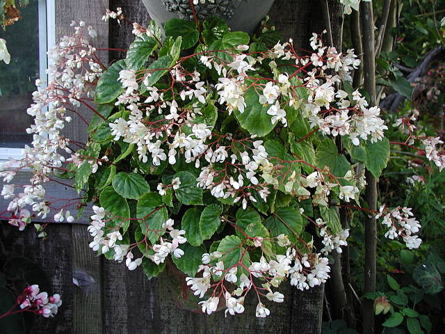 B. ‘Dearest Mae’